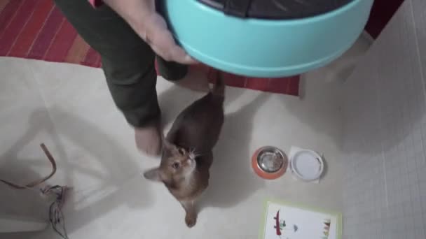 Abyssinian cat asks for food — Stock Video