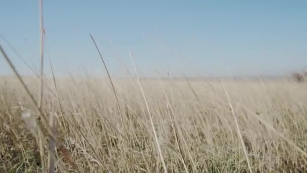 Droog gras in de wind slow motion — Stockvideo