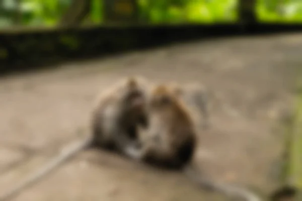 Ubud affen wald bali indonesien reisethema verschwimmen hintergrund — Stockfoto