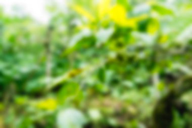 Bali Endonezya Seyahat tema bulanıklık arka plan