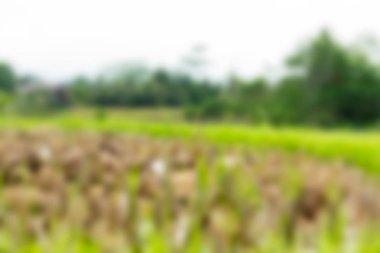 Bali Endonezya Seyahat tema bulanıklık arka plan