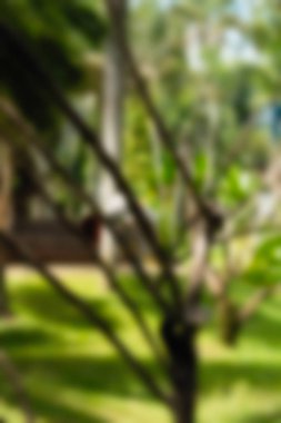 Kuş Parkı Bali Endonezya Seyahat Tema arka plan bulanıklık