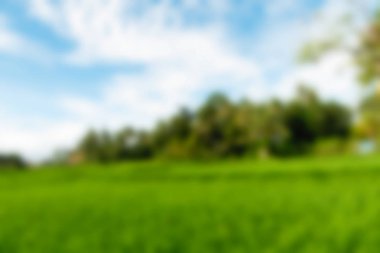 Ubud maymun orman Bali Endonezya Seyahat Tema arka plan bulanıklık