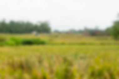 Bali Endonezya Seyahat tema bulanıklık arka plan