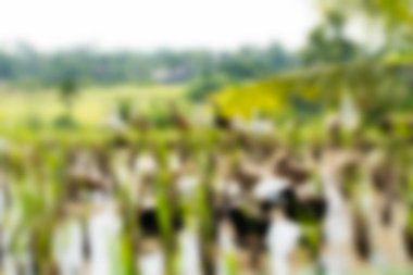 Bali Endonezya Seyahat tema bulanıklık arka plan