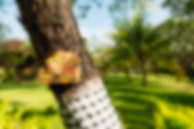 Bali Endonezya Seyahat tema bulanıklık arka plan