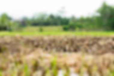 Bali Endonezya Seyahat tema bulanıklık arka plan