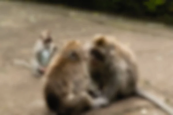 Ubud Monkey Forest Bali Indonesien resetemat oskärpa bakgrund — Stockfoto