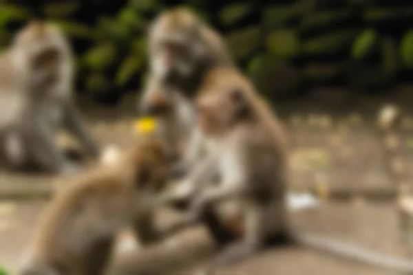 Ubud Monkey δάσος Μπαλί Ινδονησία ταξίδια θέμα θάμπωμα του φόντου — Φωτογραφία Αρχείου