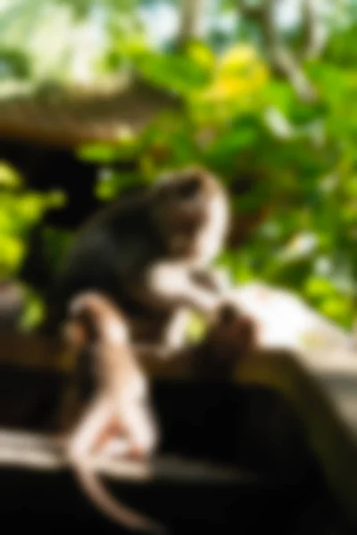 Ubud Monkey Forest Bali Indonézia utazási téma életlenítés háttér — Stock Fotó