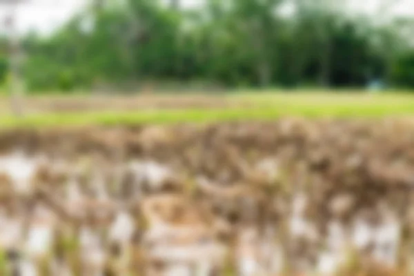 Bali Indonesia Viajes tema desenfoque fondo — Foto de Stock