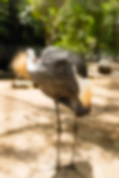 Птах парк Балі Індонезія подорожі тему розмиття фону — стокове фото