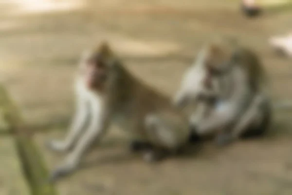 Ubud Monkey Forest Bali Indonesien resetemat oskärpa bakgrund — Stockfoto