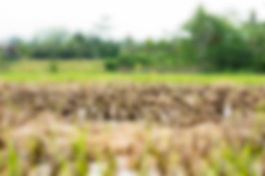 Bali Endonezya Seyahat tema bulanıklık arka plan