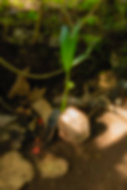 Ubud maymun orman Bali Endonezya Seyahat Tema arka plan bulanıklık