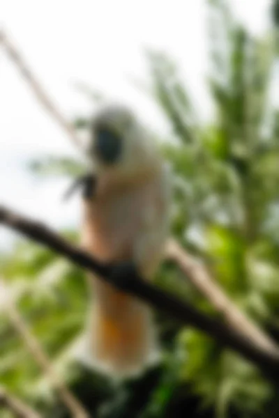 Parco degli uccelli Bali Indonesia Viaggi tema sfocatura sfondo — Foto Stock