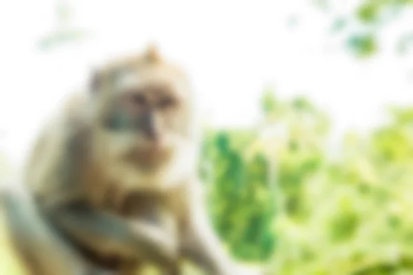 우 붓 원숭이 숲 발리 인도네시아 여행 테마 배경 흐림 — 스톡 사진