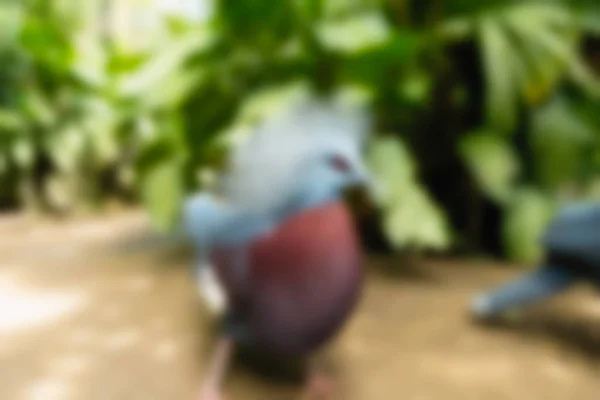 Vogel park Bali Indonesië reizen thema achtergrond wazig — Stockfoto