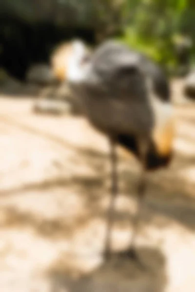 Parque de aves Bali Indonesia Viajes tema desenfoque fondo —  Fotos de Stock