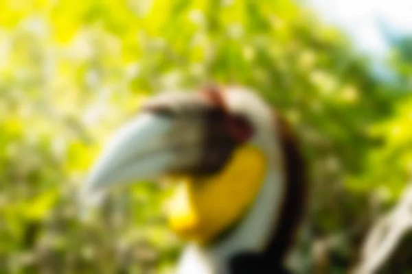 鸟园巴厘岛印度尼西亚旅游主题模糊背景 — 图库照片
