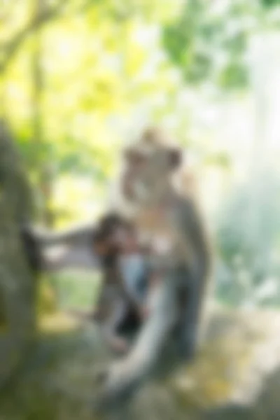 Bali Indonesia Travel theme blur background — Stock Photo, Image