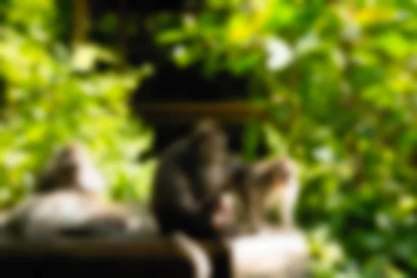 Ubud Monkey Forest Bali Indonesia Travel theme blur background — Stock Photo, Image