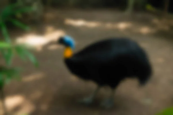 Bird park Bali Indonesia Travel theme blur background — Stock Photo, Image