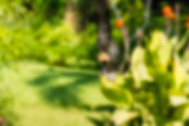 Kuş Parkı Bali Endonezya Seyahat Tema arka plan bulanıklık