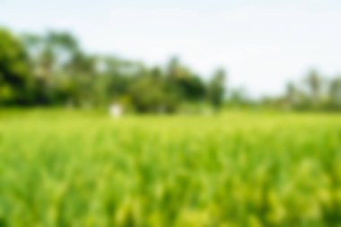 Bali Endonezya Seyahat tema bulanıklık arka plan