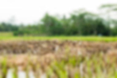 Bali Endonezya Seyahat tema bulanıklık arka plan