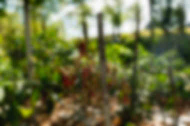 Bali Endonezya Seyahat tema bulanıklık arka plan