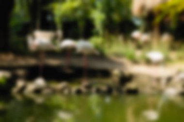 Kuş Parkı Bali Endonezya Seyahat Tema arka plan bulanıklık