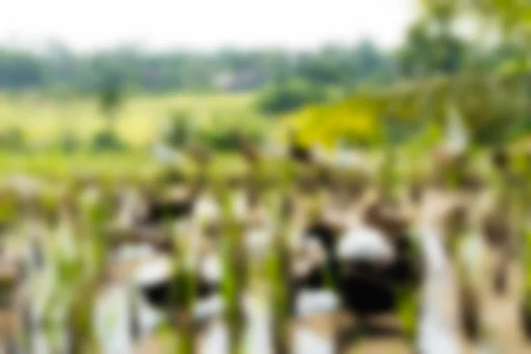 Bali Indonesia Travel theme blur background — Stock Photo, Image