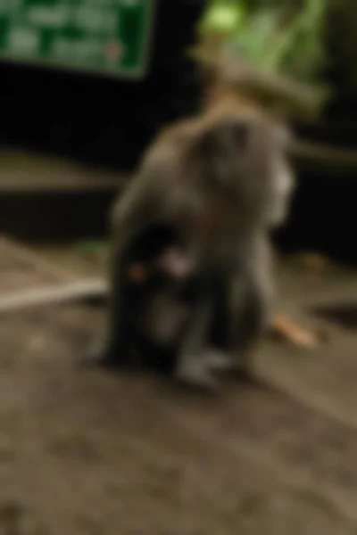 Ubud Monkey Forest Bali Indonésie cestování téma rozostření pozadí — Stock fotografie