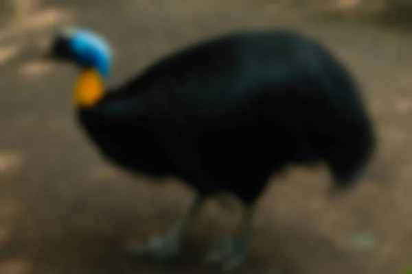 Bird park podróż Indonezja Bali tematu rozmycie tła — Zdjęcie stockowe