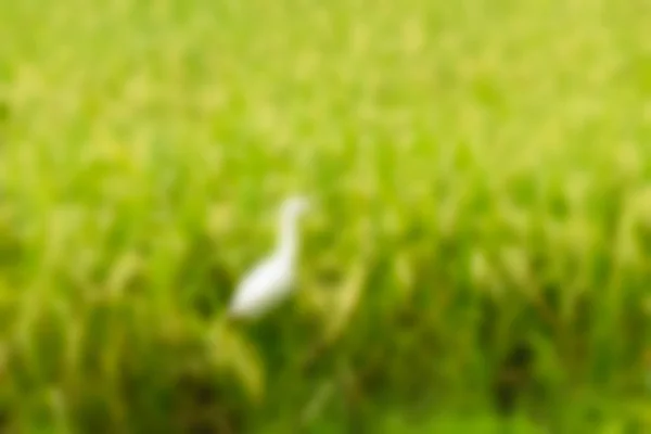 Bali Indonesia Travel theme blur background — Stock Photo, Image