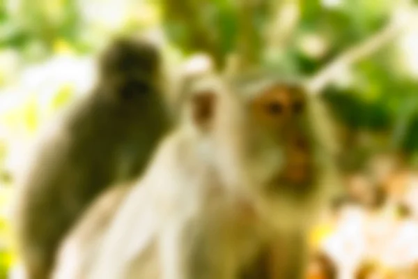 Bali Indonesia Travel theme blur background — Stock Photo, Image