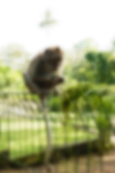 Ubud Monkey Forest Bali Indonesien resetemat oskärpa bakgrund — Stockfoto
