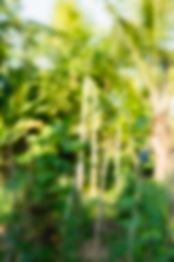 Bali Endonezya Seyahat tema bulanıklık arka plan