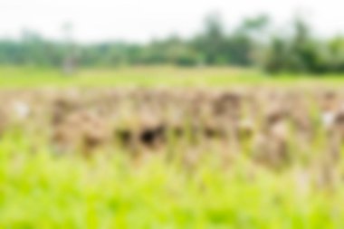 Bali Endonezya Seyahat tema bulanıklık arka plan