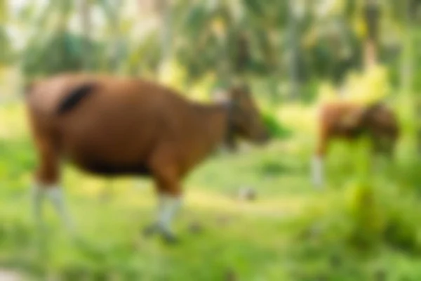 Gili eilanden Indonesië reizen thema achtergrond wazig — Stockfoto