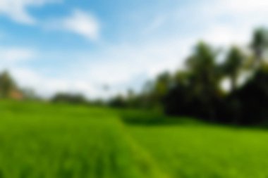 Ubud maymun orman Bali Endonezya Seyahat Tema arka plan bulanıklık