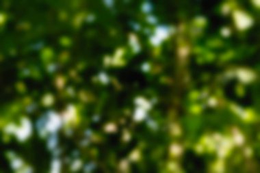 Ubud maymun orman Bali Endonezya Seyahat Tema arka plan bulanıklık