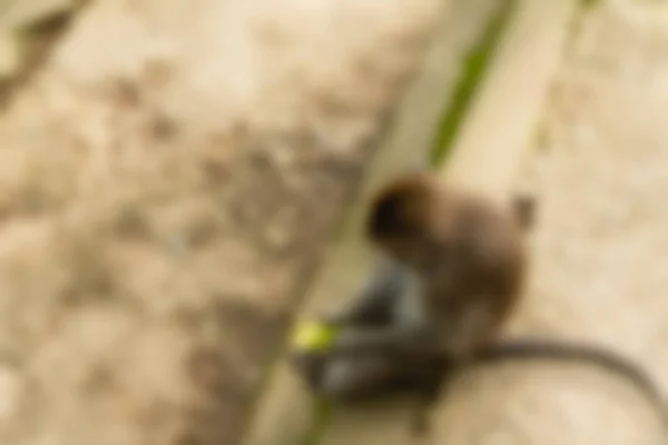 Ubud Monkey Forest Bali Indonesien resetemat oskärpa bakgrund — Stockfoto