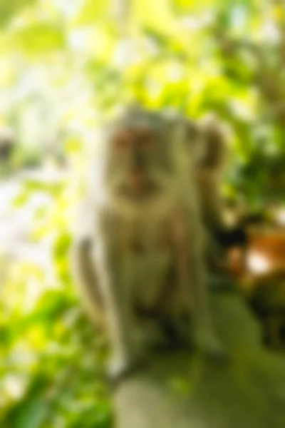 Bali Indonesia Travel theme blur background — Stock Photo, Image