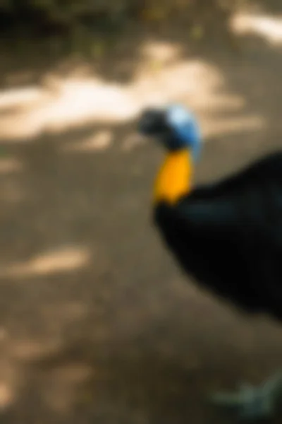 Parc de păsări Bali Indonezia Călătorie temă blur fundal — Fotografie, imagine de stoc