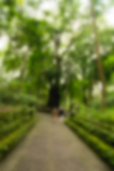 Ubud Monkey Forest Bali Indonesia Travel theme blur background — Stock Photo, Image