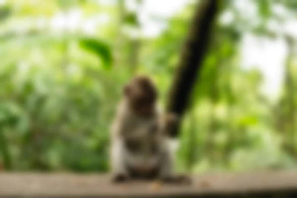 Ubud Monkey Forest Bali Indonesia - размытый фон темы путешествия — стоковое фото