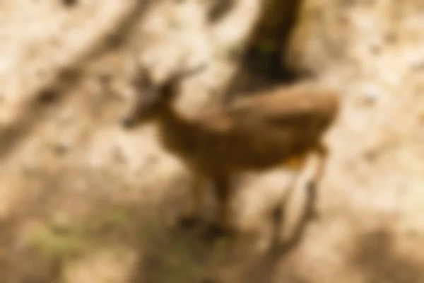 Ubud Monkey Forest Bali Indonesia Travel theme blur background — Stock Photo, Image