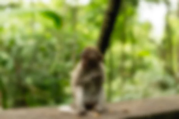 Ubud Monkey Forest Bali Indonesia - размытый фон темы путешествия — стоковое фото